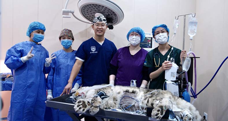 瑞沃德助力完成世界首例雪豹白内障手术