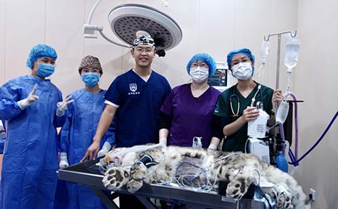 瑞沃德助力完成世界首例雪豹白内障手术