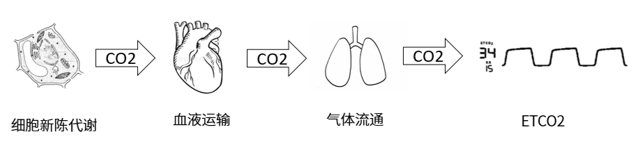 科研实验，肺通气的这些基础概念你都弄清楚了吗？
