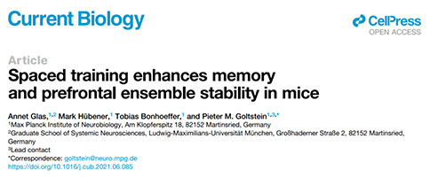 间隔学习能够增强小鼠的记忆和前额叶神经元集群的稳定性
