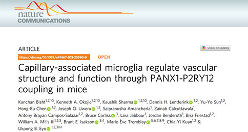 脑内毛细血管相关的小胶质细胞通过PANX1-P2RY12信号调节血管的结构和功能