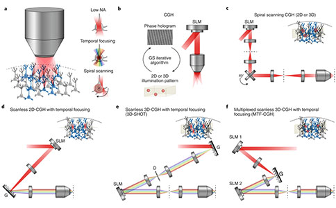 双光子全息光遗传学技术在探索神经编码行为中的应用