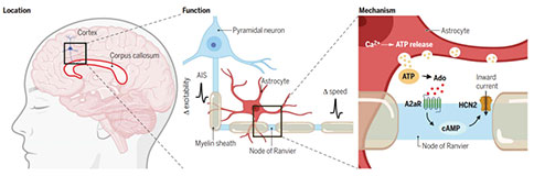 星形胶质细胞能够调控有髓鞘轴突的兴奋性和传导速度