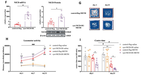  mPFC-Notch1信号通过Hes1抑制GABAB1受体表达介导METH诱导的精神障碍