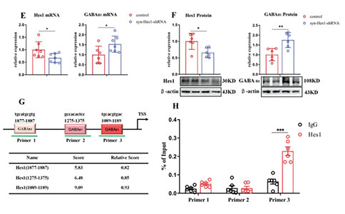  mPFC-Notch1信号通过Hes1抑制GABAB1受体表达介导METH诱导的精神障碍