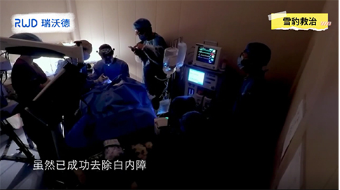 瑞沃德动物麻醉机助力西宁动物医院完成世界首例雪豹白内障手术