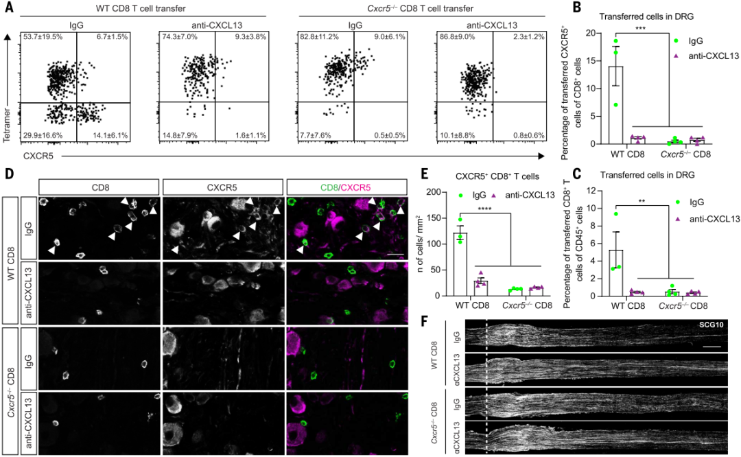 CXCL13拮抗剂阻断CXCR5+ CD8+ T细胞的募集，挽救了SNI伤后衰老依赖的轴突再生衰退1