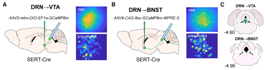 DRN中投射到VTA和BNST的神经元异质且功能偏倚1