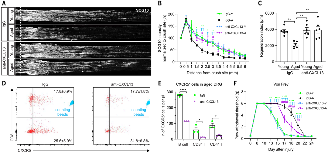 CXCL13中和逆转了衰老依赖的再生衰退，促进了SNI后的神经功能恢复