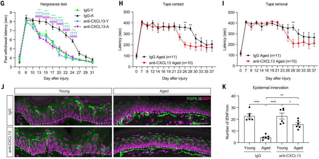 CXCL13中和逆转了衰老依赖的再生衰退，促进了SNI后的神经功能恢复2