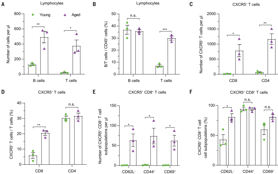 衰老与SNI前后神经元的CXCL13表达增加、CXCR5+ T细胞的募集活化、以及T细胞向DRG实质迁移有关1
