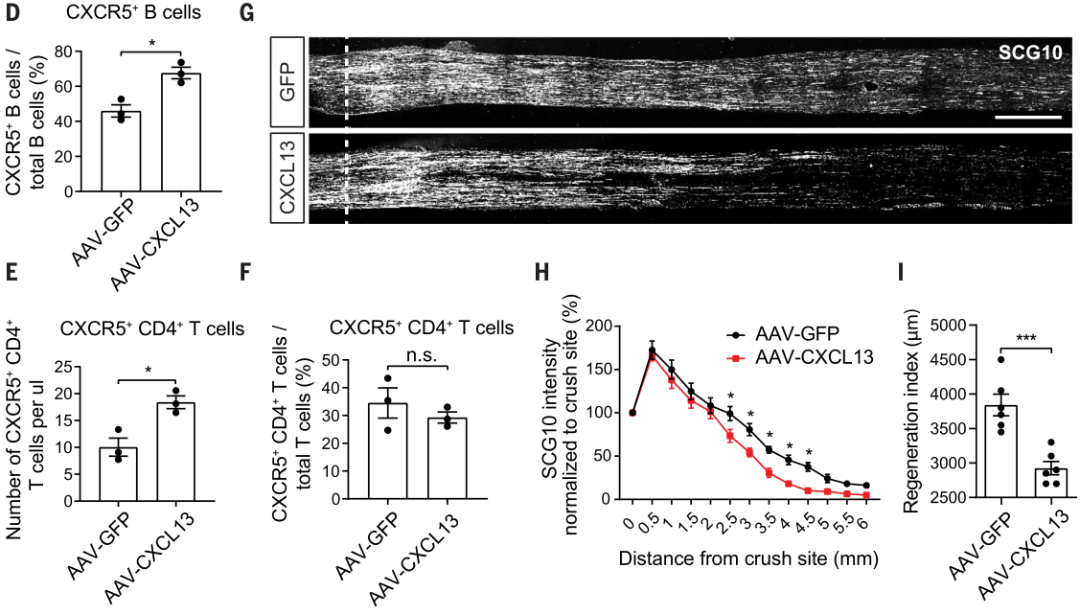 DRG神经元表达的CXCL13可以招募CXCR5+ B细胞和T细胞，并可以抑制轴突再生，部分复制了衰老表型2