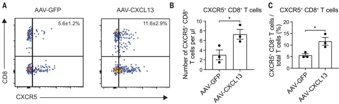 DRG神经元表达的CXCL13可以招募CXCR5+ B细胞和T细胞，并可以抑制轴突再生，部分复制了衰老表型1