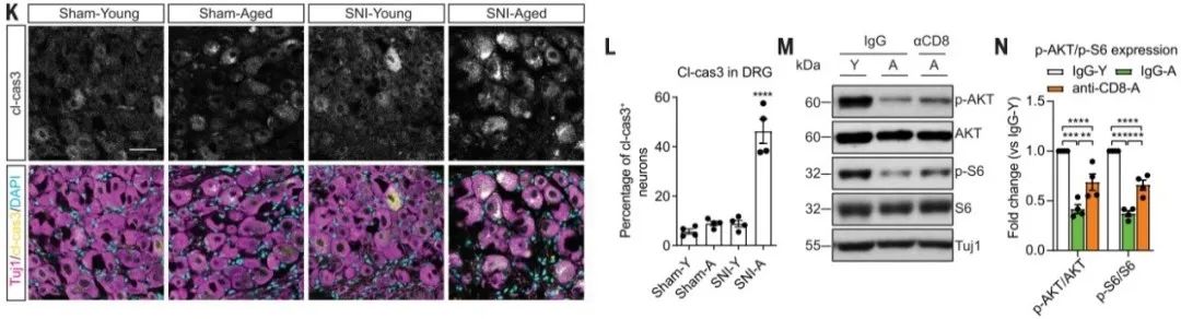 阐述CD8+ T细胞依赖性的衰老相关的再生衰退的分子信号