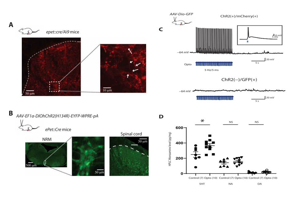 RMg 5-HT神经元的光遗传激活导致脊髓5-HT选择性的释放