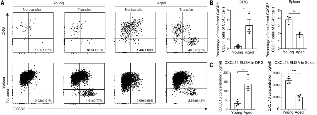 CXCR5+ CD8+ T细胞驱动SNI后衰老依赖的轴突再生衰退