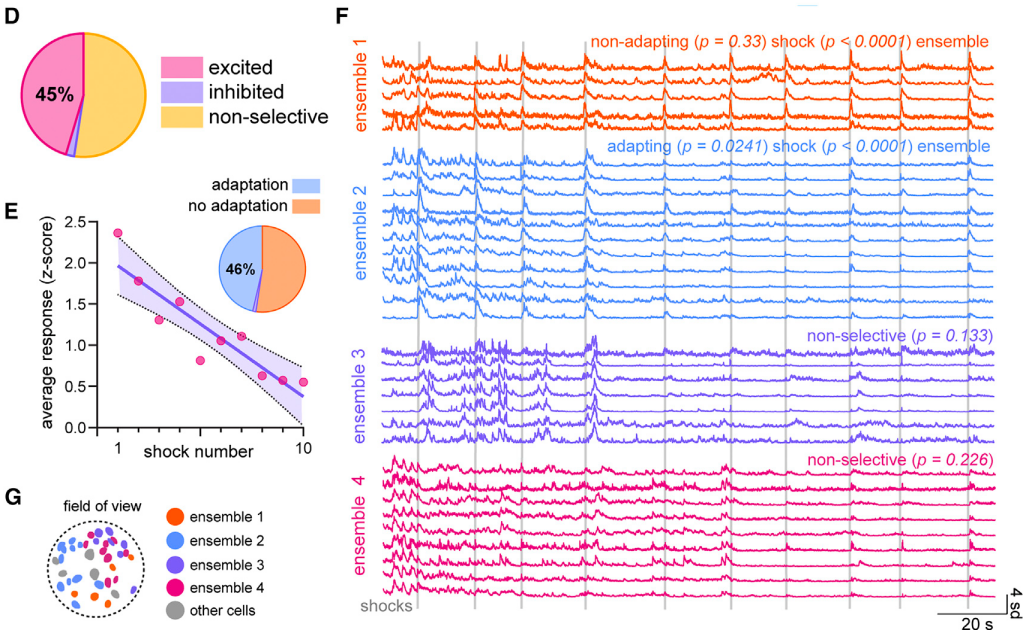 DRN5-HT神经元集群对反复的足底电击形成适应性的变化2