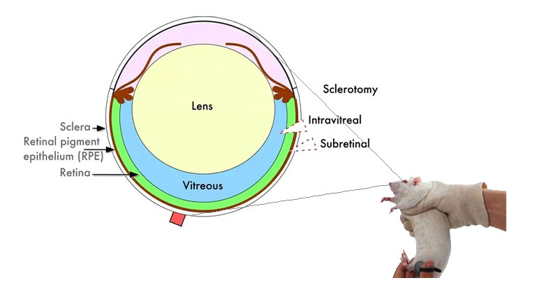 小鼠眼球注射实验操作和方法，让你的科研更进一步！