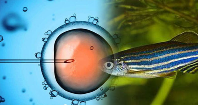 斑马鱼胚胎显微注射实验，更快速、可靠的基因探索方式