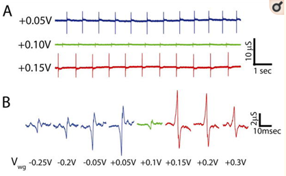 石墨烯对心肌细胞电生理信号的记录