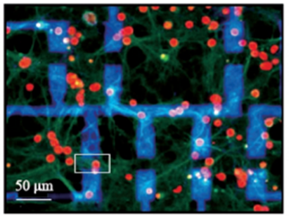 石墨烯晶体管上培养的神经元细胞图