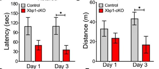 非折叠蛋白分支XBP1s的效应研究