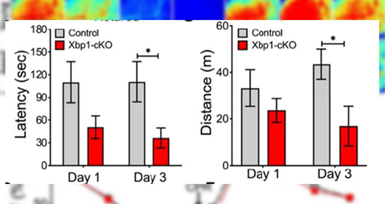 心脏骤停复苏动物模型下脑神经功能，非折叠蛋白分支XBP1s的效应研究