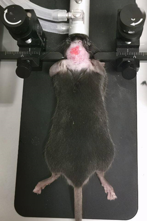 手术前小鼠