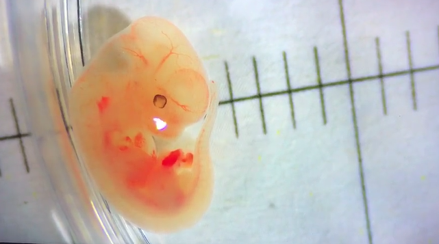观察小鼠胚胎