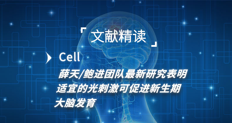 重要发现！薛天/鲍进团队最新研究表明适宜的光刺激可促进新生期大脑发育