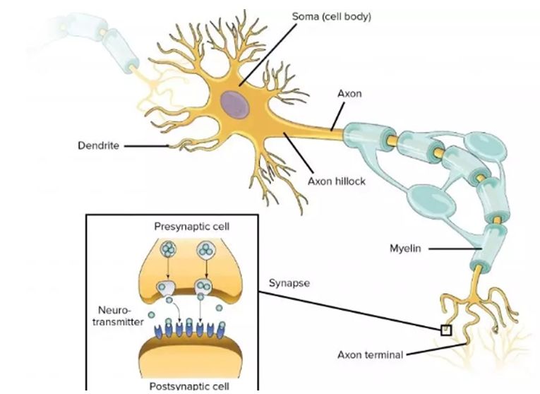 神经元及突触结构