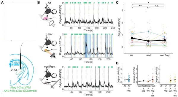 VPMNtng1神经元主要向S1B传递触觉信号