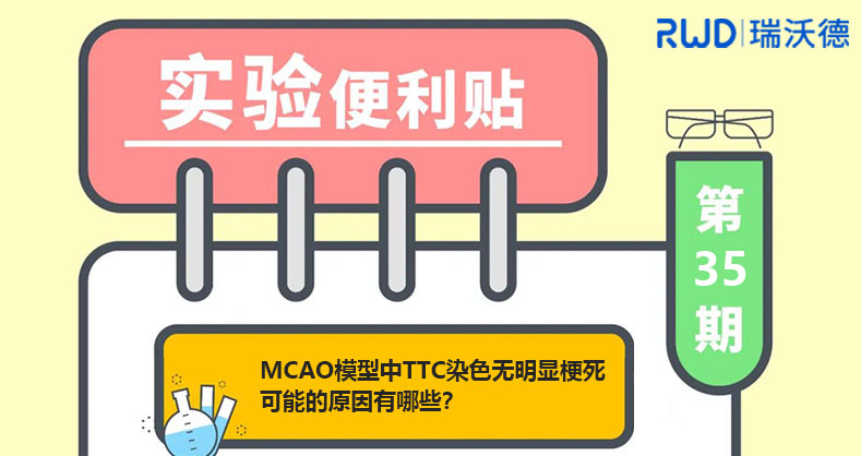 MCAO模型中TTC染色无明显梗死可能原因有哪些？