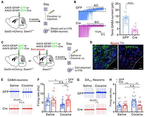 星形胶质细胞Swell1通道有助于可卡因诱发的强直性GABA释放和神经元放电变化