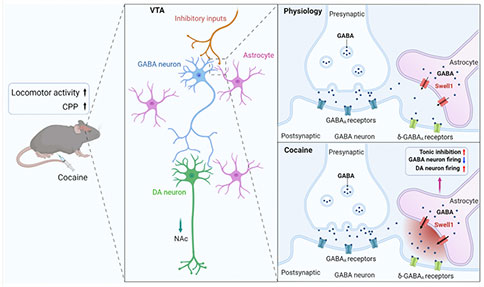 星形胶质细胞Swell1介导的强直性GABA释放促进可卡因成瘾模式图