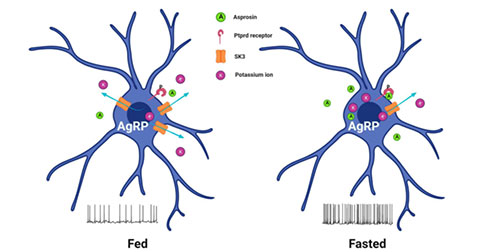 白脂素激活AgRP神经元的细胞内作用机制示意图