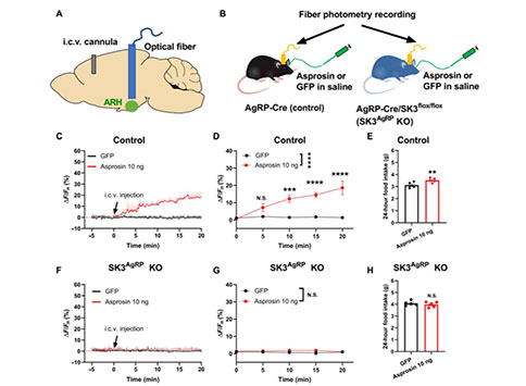 选择性删除AgRP神经元中的SK3通道可以消除白脂素在体内的作用
