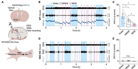 图2. GRABHA1m可实时监测自由行为小鼠睡眠-觉醒周期中POA中的组胺动态变化