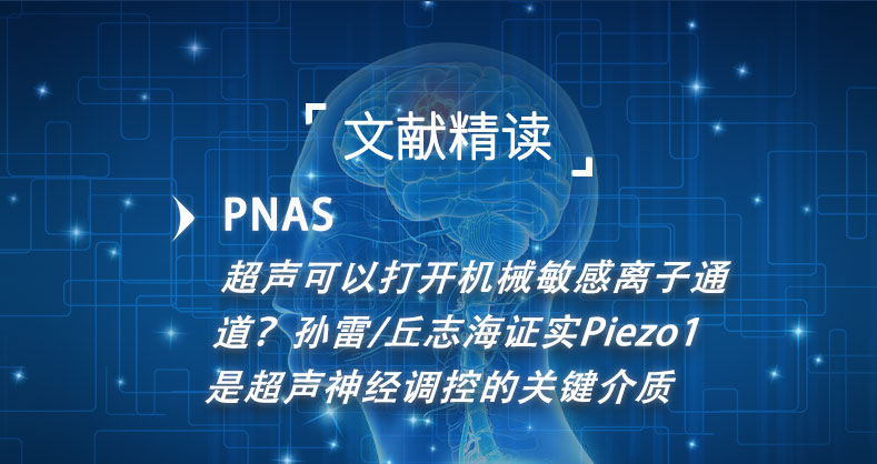 PNAS：超声可以打开机械敏感离子通道？孙雷/丘志海证实Piezo1是超声神经调控的关键介质