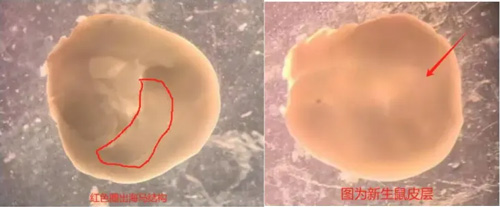 原代皮层和海马神经元培养实验全解析