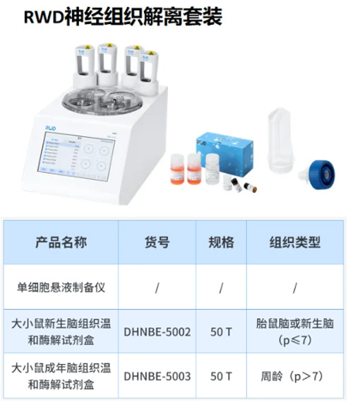 原代皮层和海马神经元培养实验全解析