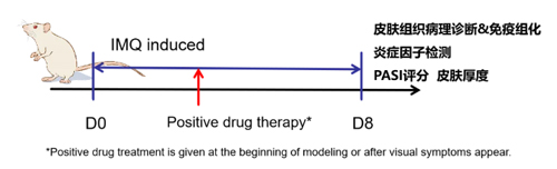IMQ诱导小鼠银屑病模型