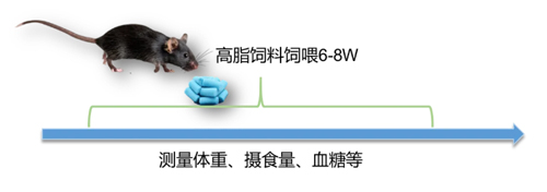 构建DIO小鼠模型：瑞沃德切片机在脂肪组织研究中的价值