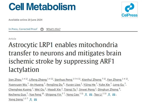 脑缺血性中风研究新进展！Cell Metabolism：LRP1调控ARF1 K73乳酸化修饰影响星形胶质细胞线粒体外排