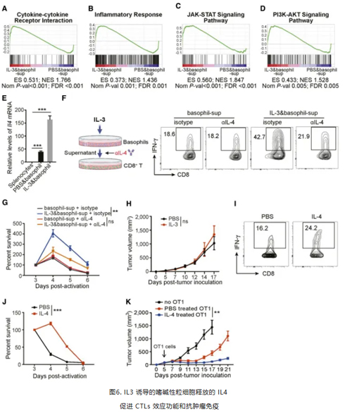 IL3 诱导的嗜碱性粒细胞释放的 IL4 促进 CTLs 效应功能和抗肿瘤免疫