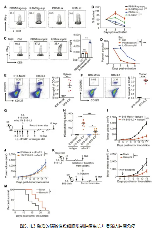 IL3 激活的嗜碱性粒细胞限制肿瘤生长并增强抗肿瘤免疫