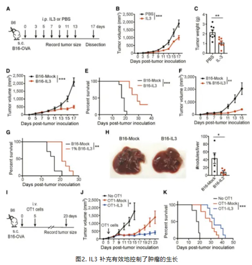 IL3 补充有效地控制了肿瘤的生长