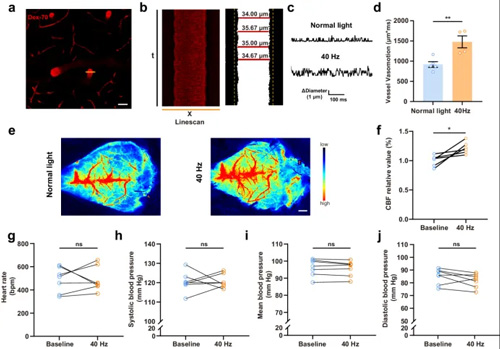 Cell Discovery：温州医科大学联合浙江大学发现40 Hz闪光通过腺苷信号增强小鼠脑类淋巴流动