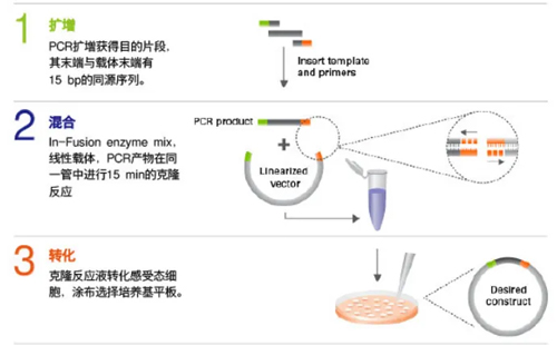 从分子克隆到细胞转染全解析