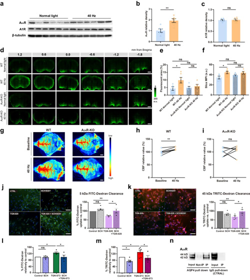 Cell Discovery：温州医科大学联合浙江大学发现40 Hz闪光通过腺苷信号增强小鼠脑类淋巴流动